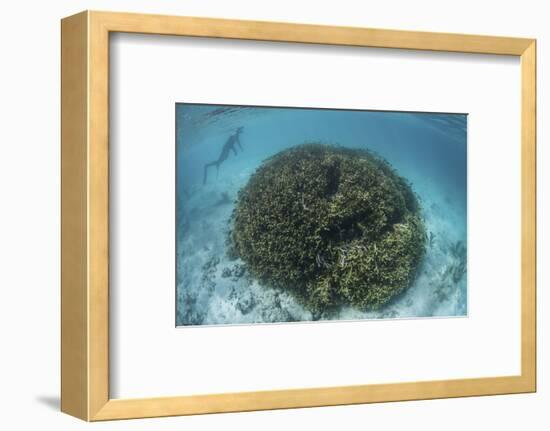 A Snorkeler Explores a Shallow Lagoon in a Remote Part of Raja Ampat-Stocktrek Images-Framed Photographic Print