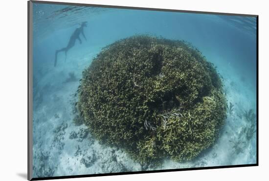 A Snorkeler Explores a Shallow Lagoon in a Remote Part of Raja Ampat-Stocktrek Images-Mounted Photographic Print