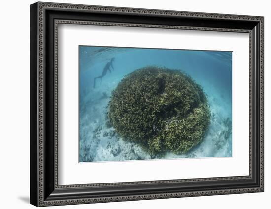 A Snorkeler Explores a Shallow Lagoon in a Remote Part of Raja Ampat-Stocktrek Images-Framed Photographic Print