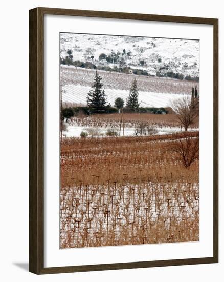 A Snow-Covered Vineyard is Seen During a Snowfall-null-Framed Photographic Print