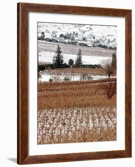 A Snow-Covered Vineyard is Seen During a Snowfall-null-Framed Photographic Print