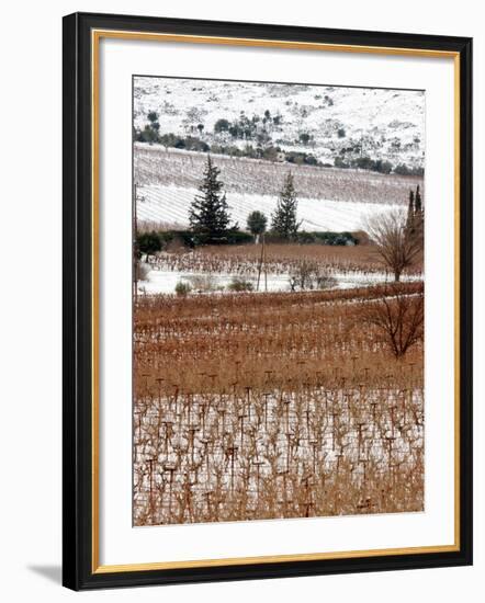 A Snow-Covered Vineyard is Seen During a Snowfall-null-Framed Photographic Print