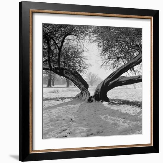 A Snow Scene in Richmond Park, Greater London-John Gay-Framed Photographic Print