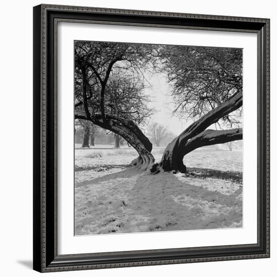 A Snow Scene in Richmond Park, Greater London-John Gay-Framed Photographic Print