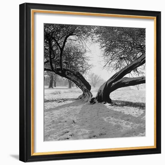 A Snow Scene in Richmond Park, Greater London-John Gay-Framed Photographic Print