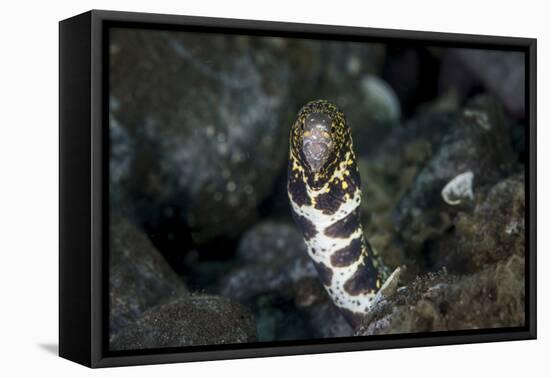 A Snowflake Moray Eel Pokes its Head Out of a Hole-Stocktrek Images-Framed Premier Image Canvas