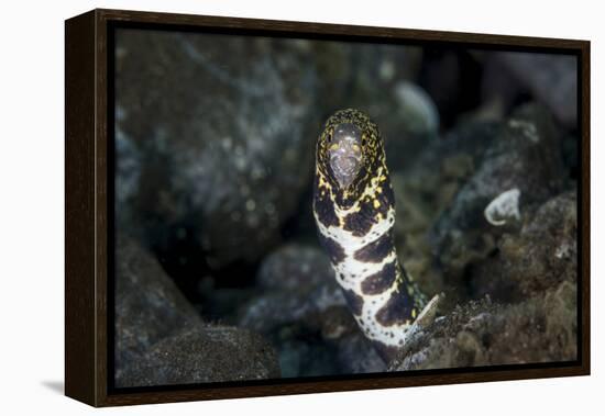 A Snowflake Moray Eel Pokes its Head Out of a Hole-Stocktrek Images-Framed Premier Image Canvas