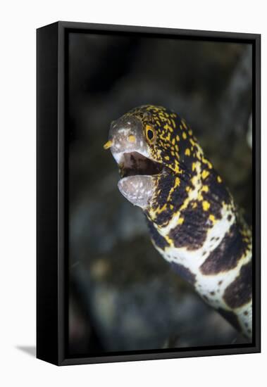 A Snowflake Moray Eel Pokes its Head Out of a Hole-Stocktrek Images-Framed Premier Image Canvas