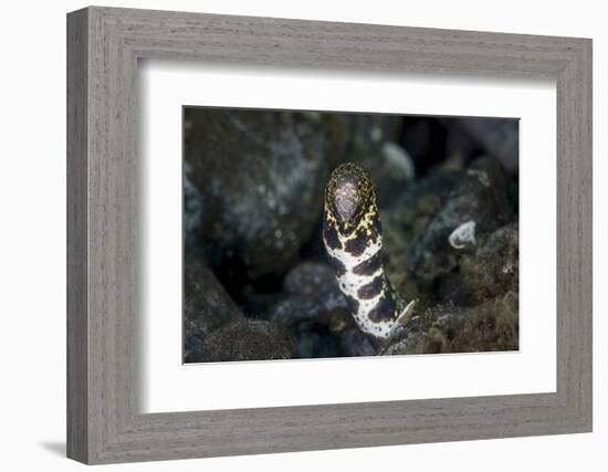 A Snowflake Moray Eel Pokes its Head Out of a Hole-Stocktrek Images-Framed Photographic Print