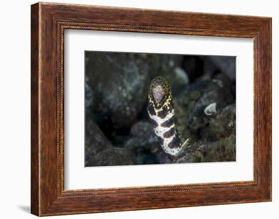 A Snowflake Moray Eel Pokes its Head Out of a Hole-Stocktrek Images-Framed Photographic Print