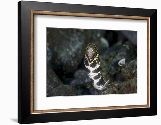 A Snowflake Moray Eel Pokes its Head Out of a Hole-Stocktrek Images-Framed Photographic Print