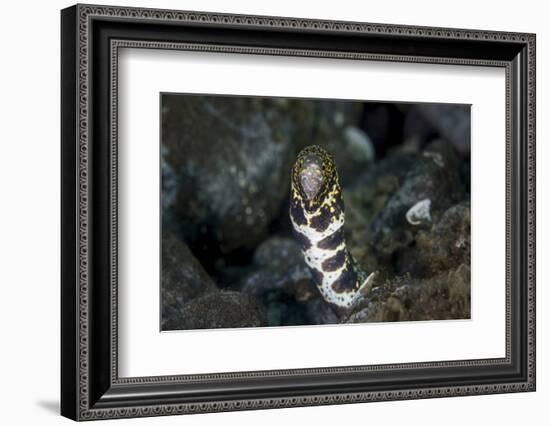 A Snowflake Moray Eel Pokes its Head Out of a Hole-Stocktrek Images-Framed Photographic Print