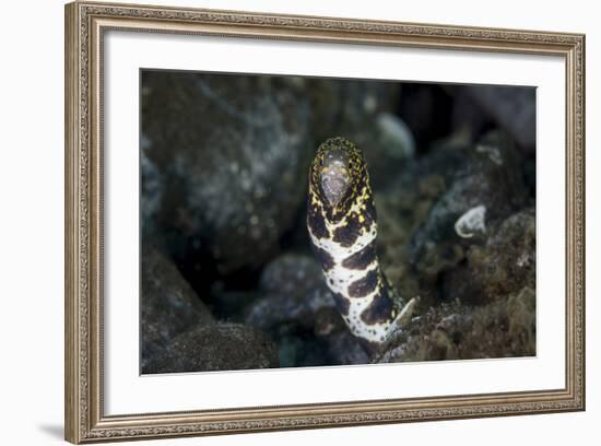 A Snowflake Moray Eel Pokes its Head Out of a Hole-Stocktrek Images-Framed Photographic Print