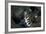 A Snowflake Moray Eel Pokes its Head Out of a Hole-Stocktrek Images-Framed Photographic Print