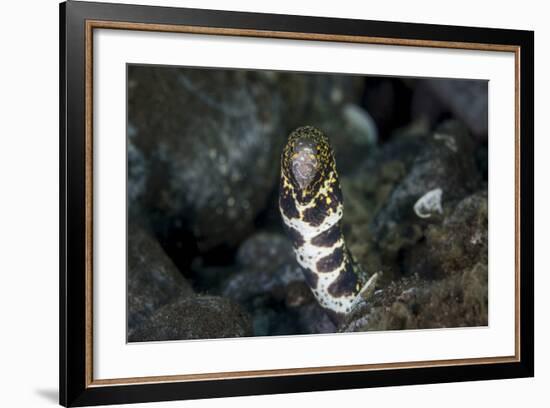 A Snowflake Moray Eel Pokes its Head Out of a Hole-Stocktrek Images-Framed Photographic Print