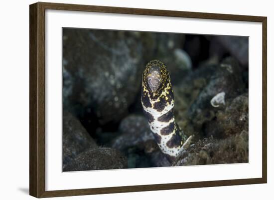 A Snowflake Moray Eel Pokes its Head Out of a Hole-Stocktrek Images-Framed Photographic Print