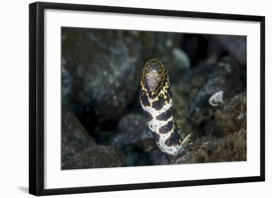 A Snowflake Moray Eel Pokes its Head Out of a Hole-Stocktrek Images-Framed Photographic Print