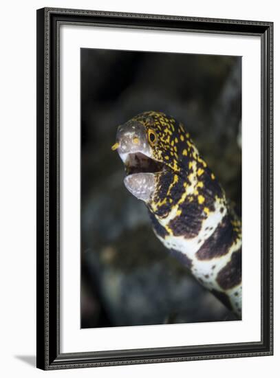 A Snowflake Moray Eel Pokes its Head Out of a Hole-Stocktrek Images-Framed Photographic Print