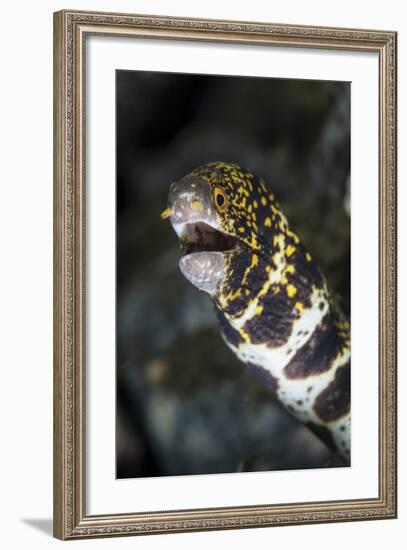 A Snowflake Moray Eel Pokes its Head Out of a Hole-Stocktrek Images-Framed Photographic Print