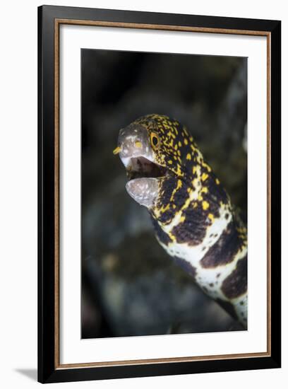 A Snowflake Moray Eel Pokes its Head Out of a Hole-Stocktrek Images-Framed Photographic Print