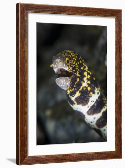 A Snowflake Moray Eel Pokes its Head Out of a Hole-Stocktrek Images-Framed Photographic Print