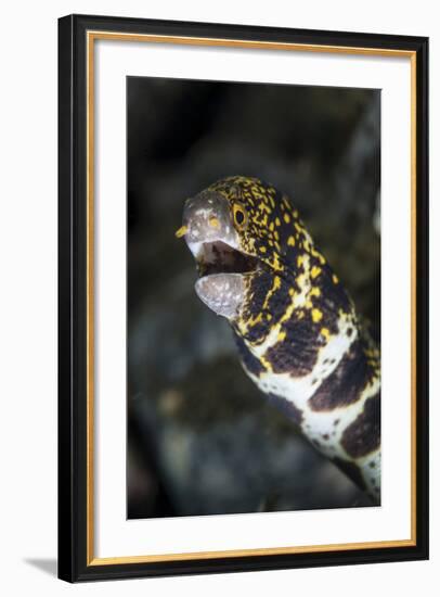 A Snowflake Moray Eel Pokes its Head Out of a Hole-Stocktrek Images-Framed Photographic Print