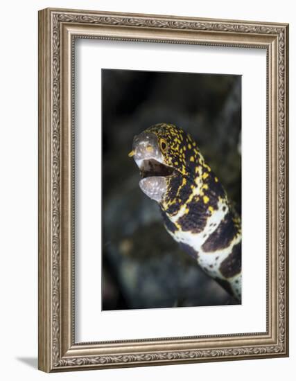 A Snowflake Moray Eel Pokes its Head Out of a Hole-Stocktrek Images-Framed Photographic Print