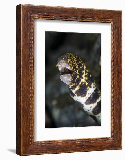 A Snowflake Moray Eel Pokes its Head Out of a Hole-Stocktrek Images-Framed Photographic Print