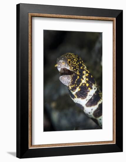 A Snowflake Moray Eel Pokes its Head Out of a Hole-Stocktrek Images-Framed Photographic Print