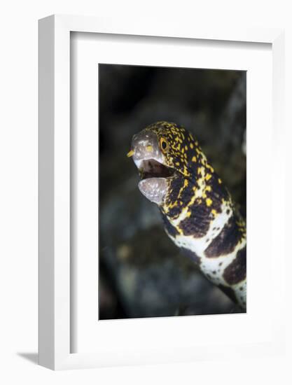 A Snowflake Moray Eel Pokes its Head Out of a Hole-Stocktrek Images-Framed Photographic Print