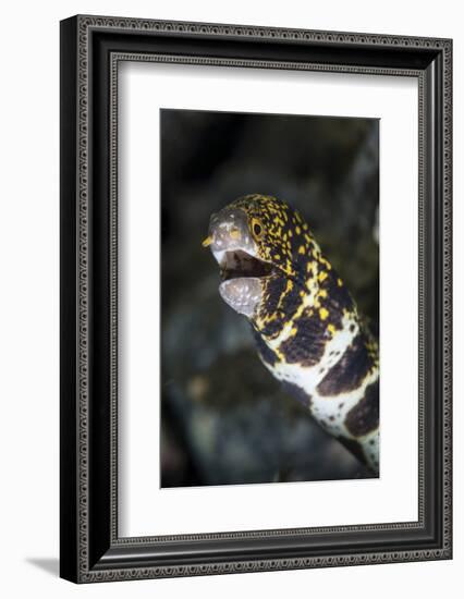 A Snowflake Moray Eel Pokes its Head Out of a Hole-Stocktrek Images-Framed Photographic Print