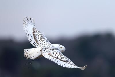 A Snowy Owl Bubo Scandiacus Flies Over The Wintry Coast Of Maine Photographic Print Robbie George Art Com