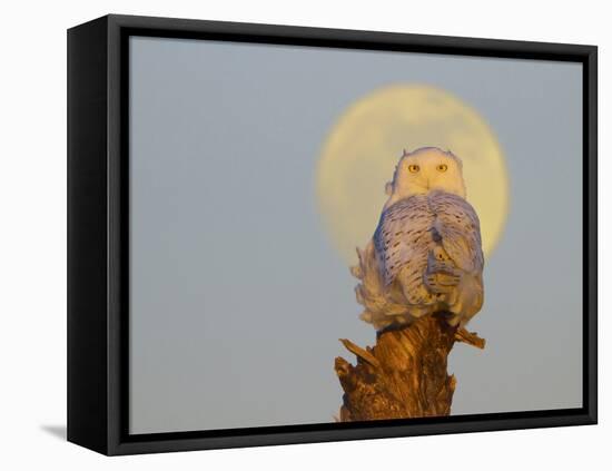 A Snowy Owl (Bubo Scandiacus) Sits on a Perch at Sunset, Damon Point, Ocean Shores, Washington, USA-Gary Luhm-Framed Premier Image Canvas