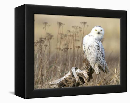 A Snowy Owl (Bubo Scandiacus) Sits on a Perch at Sunset, Damon Point, Ocean Shores, Washington, USA-Gary Luhm-Framed Premier Image Canvas