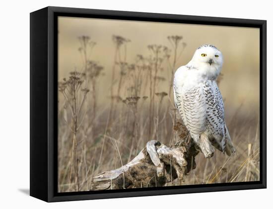 A Snowy Owl (Bubo Scandiacus) Sits on a Perch at Sunset, Damon Point, Ocean Shores, Washington, USA-Gary Luhm-Framed Premier Image Canvas