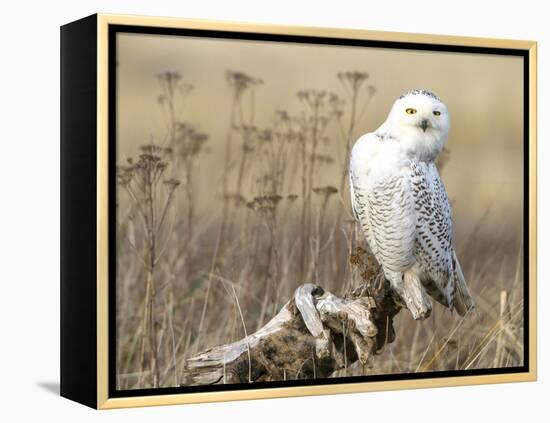 A Snowy Owl (Bubo Scandiacus) Sits on a Perch at Sunset, Damon Point, Ocean Shores, Washington, USA-Gary Luhm-Framed Premier Image Canvas