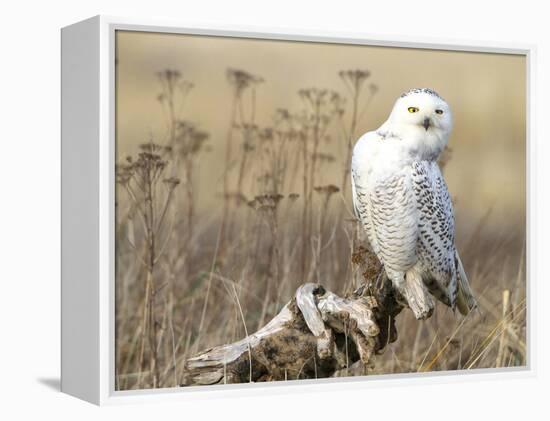 A Snowy Owl (Bubo Scandiacus) Sits on a Perch at Sunset, Damon Point, Ocean Shores, Washington, USA-Gary Luhm-Framed Premier Image Canvas