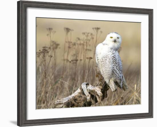 A Snowy Owl (Bubo Scandiacus) Sits on a Perch at Sunset, Damon Point, Ocean Shores, Washington, USA-Gary Luhm-Framed Photographic Print