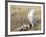 A Snowy Owl (Bubo Scandiacus) Sits on a Perch at Sunset, Damon Point, Ocean Shores, Washington, USA-Gary Luhm-Framed Photographic Print