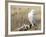 A Snowy Owl (Bubo Scandiacus) Sits on a Perch at Sunset, Damon Point, Ocean Shores, Washington, USA-Gary Luhm-Framed Photographic Print