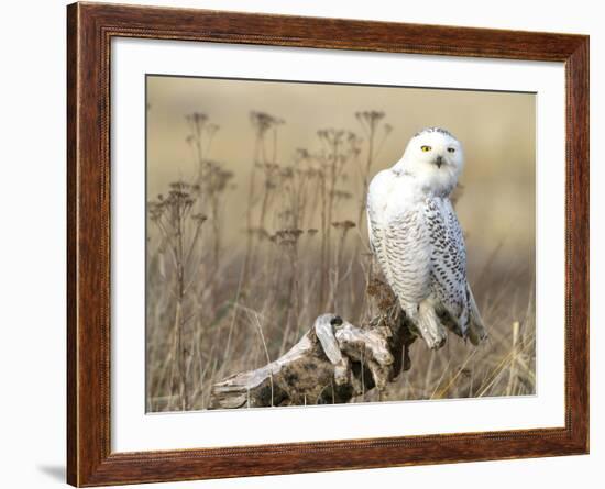 A Snowy Owl (Bubo Scandiacus) Sits on a Perch at Sunset, Damon Point, Ocean Shores, Washington, USA-Gary Luhm-Framed Photographic Print