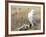 A Snowy Owl (Bubo Scandiacus) Sits on a Perch at Sunset, Damon Point, Ocean Shores, Washington, USA-Gary Luhm-Framed Photographic Print