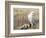 A Snowy Owl (Bubo Scandiacus) Sits on a Perch at Sunset, Damon Point, Ocean Shores, Washington, USA-Gary Luhm-Framed Photographic Print