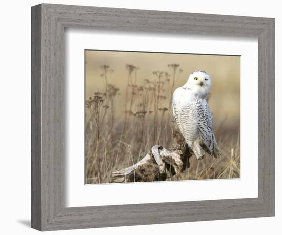 A Snowy Owl (Bubo Scandiacus) Sits on a Perch at Sunset, Damon Point, Ocean Shores, Washington, USA-Gary Luhm-Framed Photographic Print