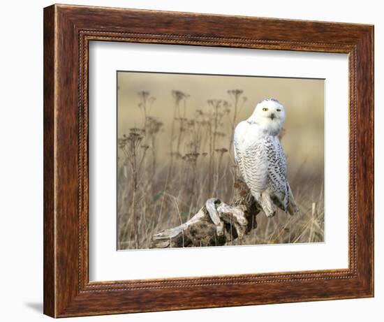 A Snowy Owl (Bubo Scandiacus) Sits on a Perch at Sunset, Damon Point, Ocean Shores, Washington, USA-Gary Luhm-Framed Photographic Print