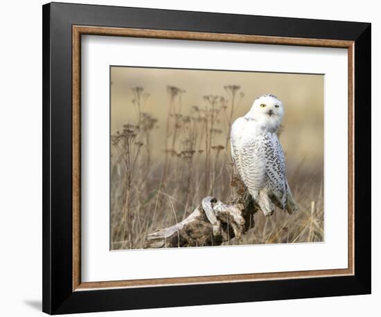 A Snowy Owl (Bubo Scandiacus) Sits on a Perch at Sunset, Damon Point, Ocean Shores, Washington, USA-Gary Luhm-Framed Photographic Print