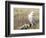 A Snowy Owl (Bubo Scandiacus) Sits on a Perch at Sunset, Damon Point, Ocean Shores, Washington, USA-Gary Luhm-Framed Photographic Print