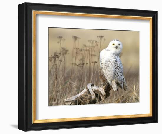 A Snowy Owl (Bubo Scandiacus) Sits on a Perch at Sunset, Damon Point, Ocean Shores, Washington, USA-Gary Luhm-Framed Photographic Print