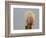 A Snowy Owl (Bubo Scandiacus) Sits on a Perch at Sunset, Damon Point, Ocean Shores, Washington, USA-Gary Luhm-Framed Photographic Print