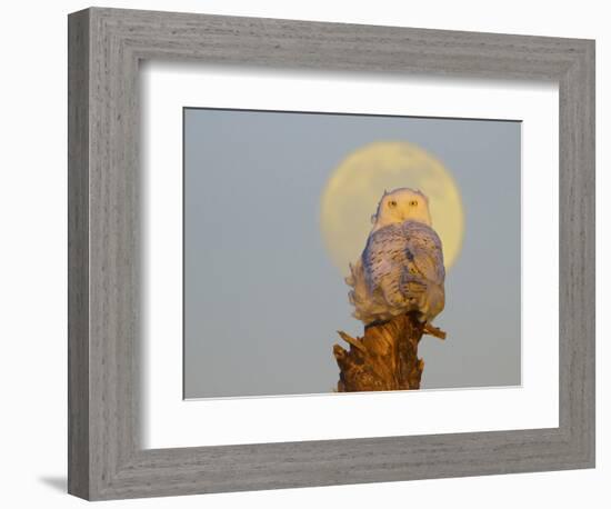 A Snowy Owl (Bubo Scandiacus) Sits on a Perch at Sunset, Damon Point, Ocean Shores, Washington, USA-Gary Luhm-Framed Photographic Print